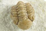 Kainops Trilobite - Black Cat Mountain, Oklahoma #376948-1